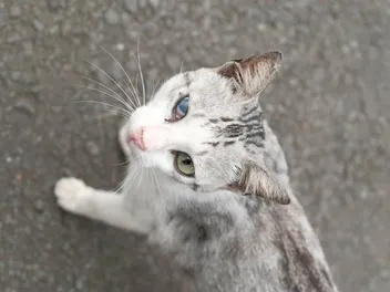 Keratitis in Cats: Causes, Diagnosis & Treatments (Vet Answer)