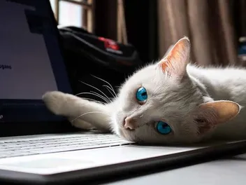 Why Does My Cat Lie on Top of My Laptop? 3 Vet-Reviewed Reasons