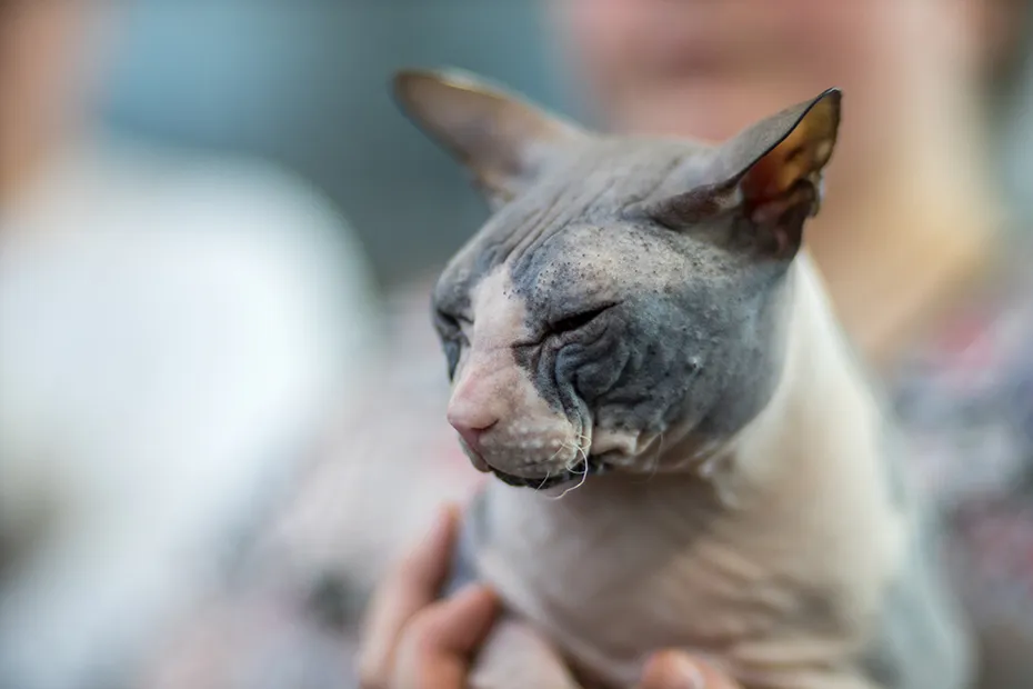 bicolor donskoy cat