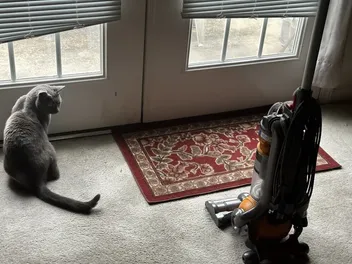 Olga and the Vacuum: How I Helped Her Cope