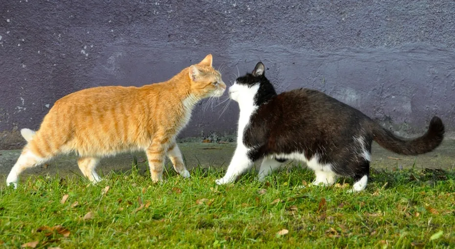two cats sniffing eachother