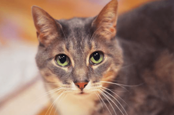 Magoo from Book Rescued