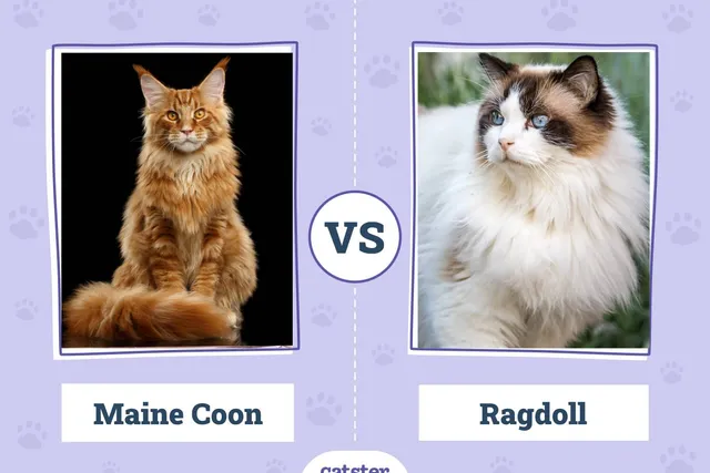 Maine Coon vs. Ragdoll: The Differences (With Pictures)