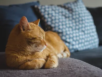 5 Best Cat Pheromone Diffusers in 2026 – Reviews & Top Picks