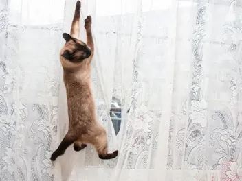 How to Stop Your Cat From Climbing the Curtains: 11 Vet-Reviewed Ways