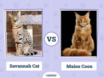 Savannah Cat vs. Maine Coon: Vet-Verified Key Differences (With Pictures)