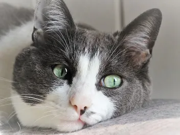 How to Tell if Your Cat Has Diabetes: 7 Vet-Reviewed Signs to Look For