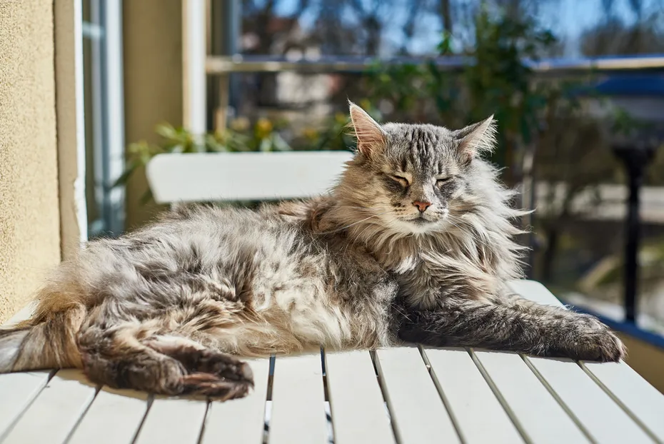 A-Norwegian-forest-cat-lounges-on-a-table-outside-on-a-sunny-day