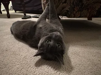 Vacationing With Your Cat: Olga’s Preference