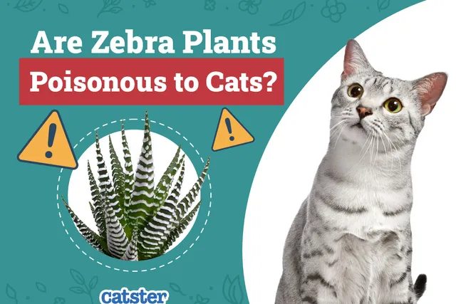 Are Zebra Plants (Haworthia) Poisonous to Cats? Vet-Reviewed Houseplants Examined