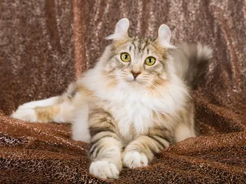 American Curl Cat Breed: Info, Pictures, Traits & More