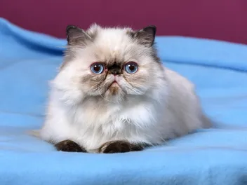 Persian Kittens For Sale in Nevada: Breeders List 2026