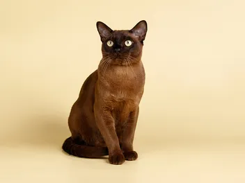 Burmese Cat Breed Info: Pictures, Traits & Facts
