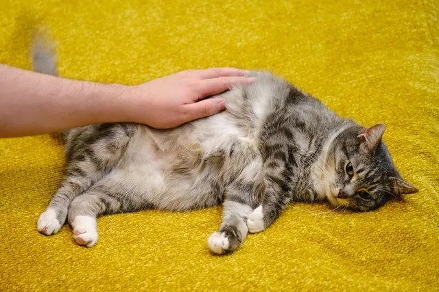 Bloating in Cats: Our Vet Explains Causes, Signs & Care Tips