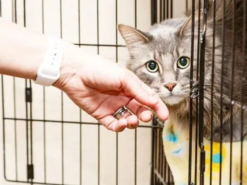 Shy Cats Explained: Possible Causes & Vet-Approved Tips to Help