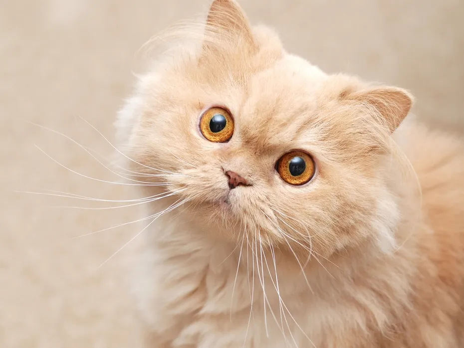 cream-persian-cat