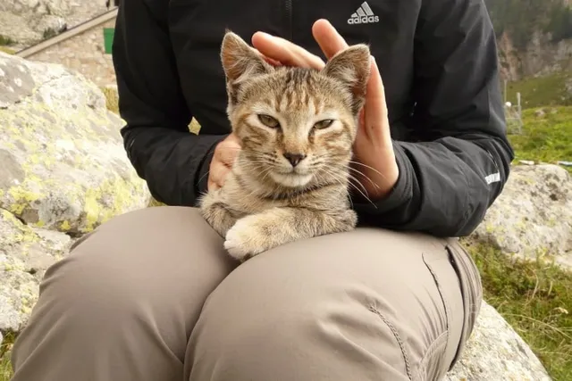 History of Domestic Cats: A Look Through the Ages