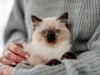 Ragdoll Kittens for Sale in Ohio: Breeders List 2026