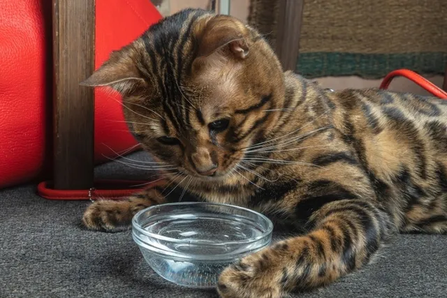 Why Does My Cat Knock Over the Water Bowl? 5 Vet-Verified Reasons & What to Do