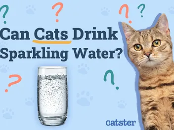 Can Cats Drink Sparkling Water? Nutritional Facts & Risks