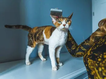 Do Devon Rex Cats Shed a Lot? Vet-Verified Tips to Reduce Cat Hair & FAQ
