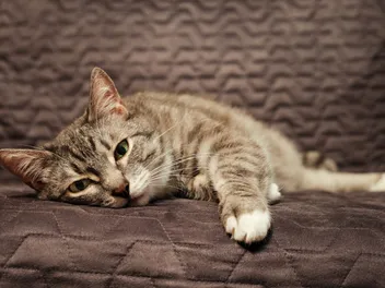 Epilepsy in Cats: Signs, Treatments & Causes (Vet Answer)