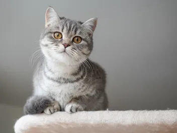 15 Best Cat Breeds for First-Time Owners: Vet-Reviewed Info, Facts & Pictures