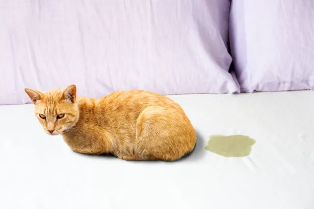 7 Natural Home Remedies to Treat Cat UTIs (Urinary Tract Infections)