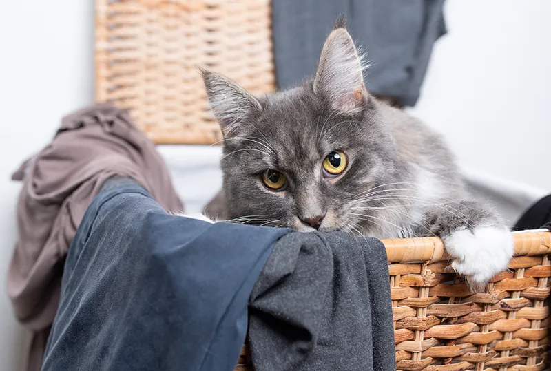 blue maine coon cat inside the laundry basket
