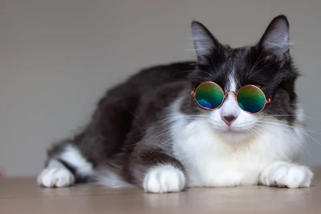 15 TikTok & Instagram Cat Celebrities (With Pictures)