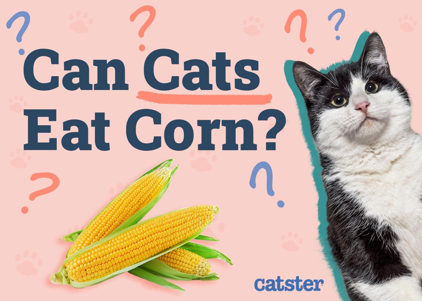 Can Cats Eat Corn