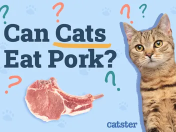 Can Cats Eat Pork? Vet-Verified Facts & FAQ