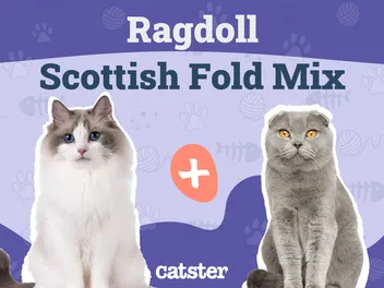 Scottish Fold Ragdoll Mix: Info, Pictures, Temperament & More