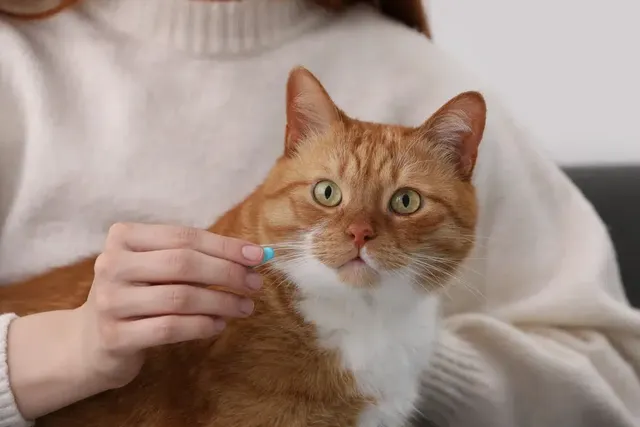 Relax: How Anti-Anxiety Meds Could Save the Lives of Blocked Cats