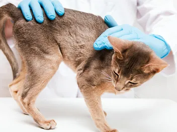 Cushing’s Disease in Cats: Our Vet Explains Causes, Signs & Treatments