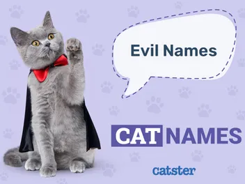 150+ Evil Cat Names: Great Ideas for Your Dastardly Cat