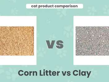Corn Litter vs Clay: Our 2026 Comparison, Pros & Cons