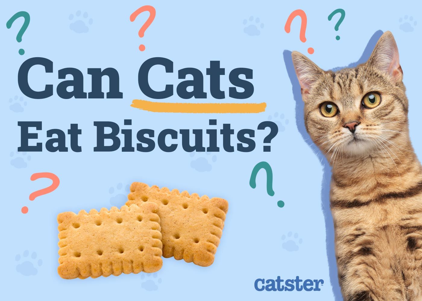 Can Cats Eat Biscuits