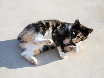 10 Cat Breeds With Short Tails (With Info & Pictures)