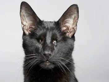 We Chat With "Homer’s Odyssey" Author Gwen Cooper About Her Blind Cat's Legacy