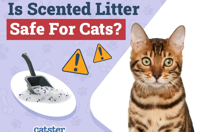Is Scented Litter Safe for Cats? Vet-Reviewed Facts & FAQ