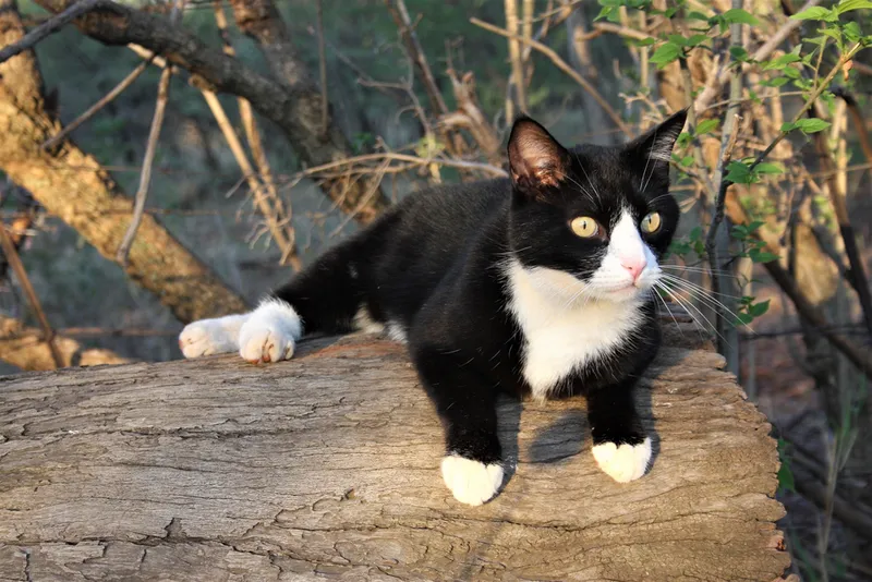 Alert black and white Tuxedo Cat resting on log