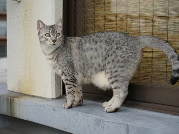 7 Incredible Egyptian Mau Facts