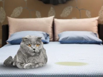 Why Did My Cat Pee on Me While I Was Sleeping? 5 Vet-Reviewed Reasons