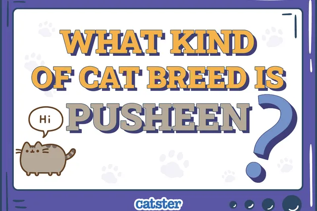 What Kind of Cat Breed Is Pusheen? The Story Behind the Popular Cat GIF