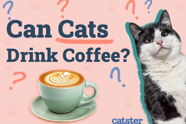 Can Cats Drink Coffee? Vet-Reviewed Risks & Precautions