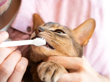 Should I Brush My Cat's Teeth? Vet-Approved Advice & Tips
