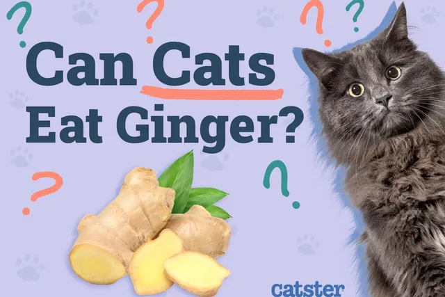 Can Cats Eat Ginger? Vet-Approved Nutritional Info & FAQ