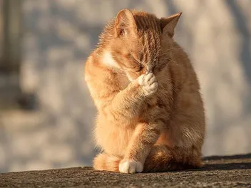 Cat Owners Beware: These Everyday Smells Drive Cats Crazy