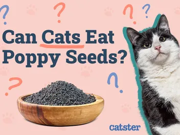 Can Cats Eat Poppy Seeds? Vet-Reviewed Risks & Precautions